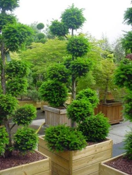 Taxus Als Bonsai (Taxus Baccata) 6 Taxus Als Bonsai (Taxus Baccata) - Afbeelding 4