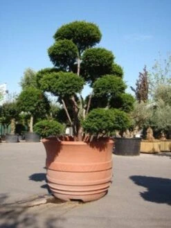 Taxus Als Bonsai (Taxus Baccata) -OL Planten Winkel 20101230131827 1 2