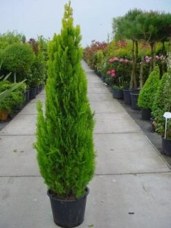 Levensboom (Thuja Orientalis 'Pyramidalis Aurea') 8 Levensboom (Thuja Orientalis 'Pyramidalis Aurea') -OL Planten Winkel 20101230135131 8 1