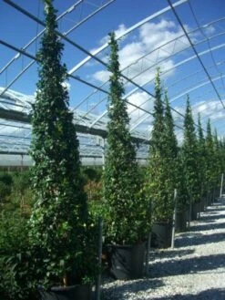 Toscaanse Jasmijn Als Piramide (Trachelospernum Jasminoides)