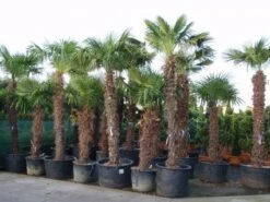 Winterharde Palm (Trachycarpus Fortunei) 11 Winterharde Palm (Trachycarpus Fortunei) -OL Planten Winkel 20101231135206 14