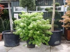 Sneeuwbal (Viburnum Plicatum 'Mariesii') -OL Planten Winkel 20101231142710 10 1