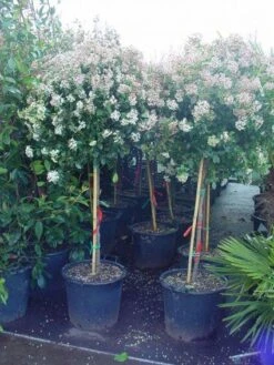 Sneeuwbal Op Stam (Viburnum Tinus 'Eve Price') -OL Planten Winkel 20110102183216 4