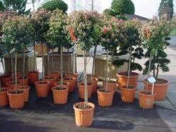 Sneeuwbal Op Stam (Viburnum Tinus 'Eve Price') -OL Planten Winkel 20110102183229 4 1