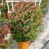 Sneeuwbal, Leivorm (Viburnum Tinus 'Eve Price ') -OL Planten Winkel 20110102183457 1 2