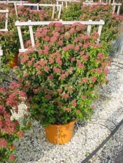 Sneeuwbal, Leivorm (Viburnum Tinus 'Eve Price ')