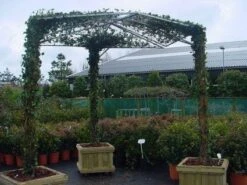 Klimop Als Prieel (Hedera Hibernica) -OL Planten Winkel 20110201130203 1