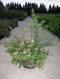 Abelia (Abelia Grandiflora) -OL Planten Winkel 20110214170632 9