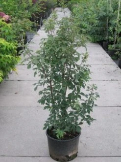 Papieresdoorn (Acer Griseum) -OL Planten Winkel 20110214171303 5