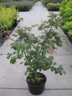 Japanse Esdoorn (Acer Japonicum 'Aconitifolium') -OL Planten Winkel 20110214171717 10 1