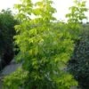 Vederesdoorn (Acer Negundo 'Kelly's Gold') -OL Planten Winkel 20110214172435 6