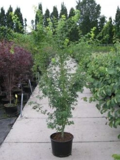 Japanse Esdoorn (Acer Palmatum 'Aoyagi') -OL Planten Winkel 20110215150938 4 1