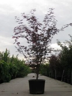 Japanse Esdoorn (Acer Palmatum 'Fireglow') -OL Planten Winkel 20110215151240 11