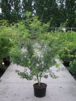 Japanse Esdoorn (Acer Palmatum 'Seiryu') -OL Planten Winkel 20110215152040 6