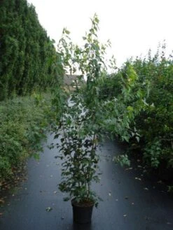 Esdoorn (Acer Tataricum 'Ginnala') -OL Planten Winkel 20110215153548 5