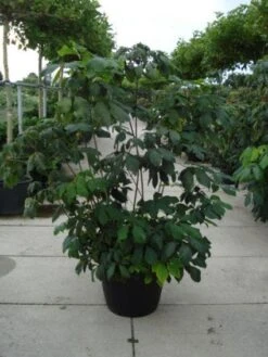 Herfstpaardenkastanje (Aesculus Parviflora) -OL Planten Winkel 20110215154403 8