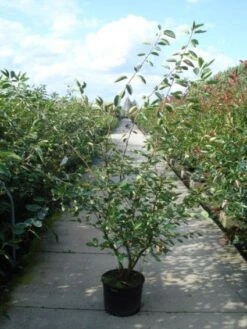 Krentenboom Als Struik (Amelanchier Lamarckii) 15 Krentenboom Als Struik (Amelanchier Lamarckii) -OL Planten Winkel 20110215155125 13