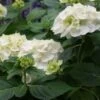 Hortensia (Hydrangea 'Endless Summer The Bride') -OL Planten Winkel 20110622190216 2