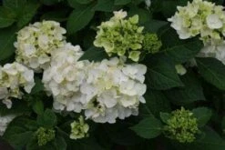 Hortensia (Hydrangea 'Endless Summer The Bride') -OL Planten Winkel 20110622190237 2 2