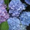 Hortensia (Hydrangea 'Endless Summer' Blauw) -OL Planten Winkel 20110702112219 2 1