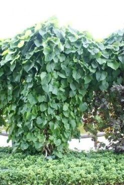 Duitse Pijp (Aristolochia Macropylla) -OL Planten Winkel 20110731133730 3