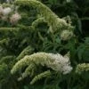 Vlinderstruik (Buddleja Davidii 'White Profusion') -OL Planten Winkel 20110731134410 3