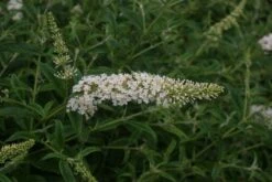 Vlinderstruik (Buddleja Davidii 'White Profusion') -OL Planten Winkel 20110731134430 3