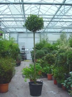 Echte Laurier Als Boom (Laurus Nobilis) -OL Planten Winkel 20110822170548 6