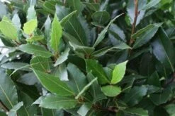 Echte Laurier Op Stam (Laurus Nobilis) -OL Planten Winkel 20110822170724 4