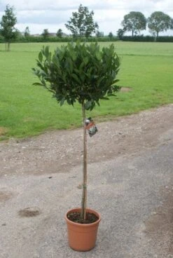 Echte Laurier Op Stam (Laurus Nobilis) -OL Planten Winkel 20110822170745 4