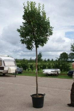 Aardbeiboom (Arbutus Unedo) -OL Planten Winkel 20110822171531 4
