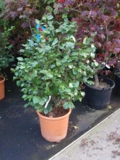 Camelia (Camellia, Wit) -OL Planten Winkel 20110919164930 5 1