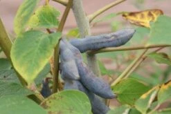 Augurkenstruik (Decaisnea Fargesii) -OL Planten Winkel 20111019140854 15 3