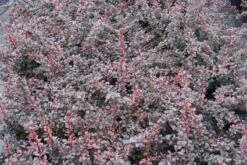 Bestsellers -OL Planten Winkel 20111026150721 4