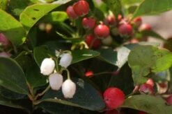 Bergthee / Patrijzenbes (Gaultheria Procumbens) -OL Planten Winkel 20111029153448 2