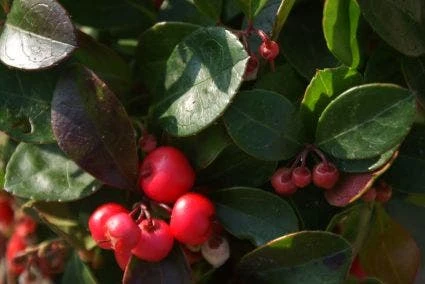 Bergthee / Patrijzenbes (Gaultheria Procumbens) 5 Bergthee / Patrijzenbes (Gaultheria Procumbens) - Afbeelding 3