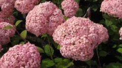 Hortensia (Hydrangea 'Pink Annabelle') -OL Planten Winkel 20111219093728 1