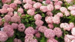 Hortensia (Hydrangea 'Pink Annabelle') -OL Planten Winkel 20111219093740 1 1