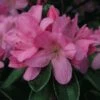 Japanse Azalea (Rhododendron 'Madame Van Hecke') -OL Planten Winkel 20120110131834 1 1