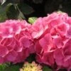 Hortensia (Hydrangea 'Preziosa') -OL Planten Winkel 20120110135207 2 1