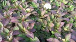 Hortensia (Hydrangea 'Preziosa') -OL Planten Winkel 20120110135240 2 2