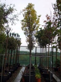 Judasboom (Cercis Siliquastrum) -OL Planten Winkel 20120110164015 10