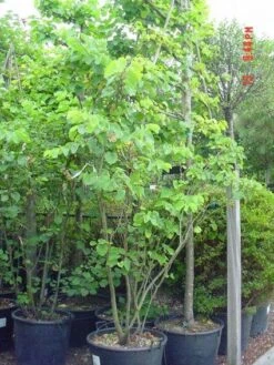 Judasboom Als Struik (Cercis Siliquastrum) -OL Planten Winkel 20120110165223 8