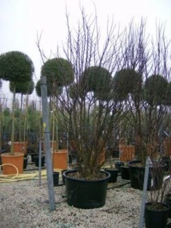 Judasboom Als Struik (Cercis Siliquastrum) -OL Planten Winkel 20120110165233 8