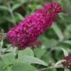 Vlinderstruik (Buddleja 'Miss Ruby') -OL Planten Winkel 20120123135252 1 1