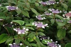Fluweelhortensia (Hydrangea Aspera 'Sargentiana') -OL Planten Winkel 20120125142753 1