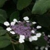 Fluweelhortensia (Hydrangea Aspera 'Sargentiana') -OL Planten Winkel 20120125142813 1