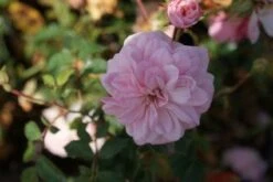 Trosroos (Rosa 'Bonica 82') -OL Planten Winkel 20120128144403 1