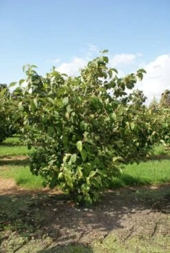 Japanse Sneeuwbal (Viburnum Plicatum 'Tomentosum') 9 Japanse Sneeuwbal (Viburnum Plicatum 'Tomentosum') -OL Planten Winkel 20120128164626 6