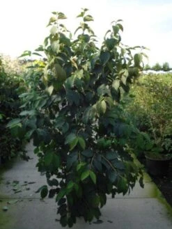 Japanse Sneeuwbal (Viburnum Plicatum 'Tomentosum') 7 Japanse Sneeuwbal (Viburnum Plicatum 'Tomentosum') -OL Planten Winkel 20120128164641 6